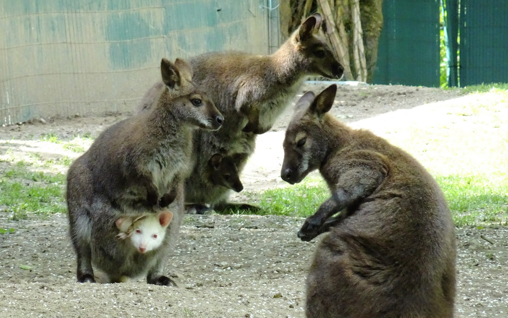 Kuckuck, wer guckt denn hier aus dem Beutel?