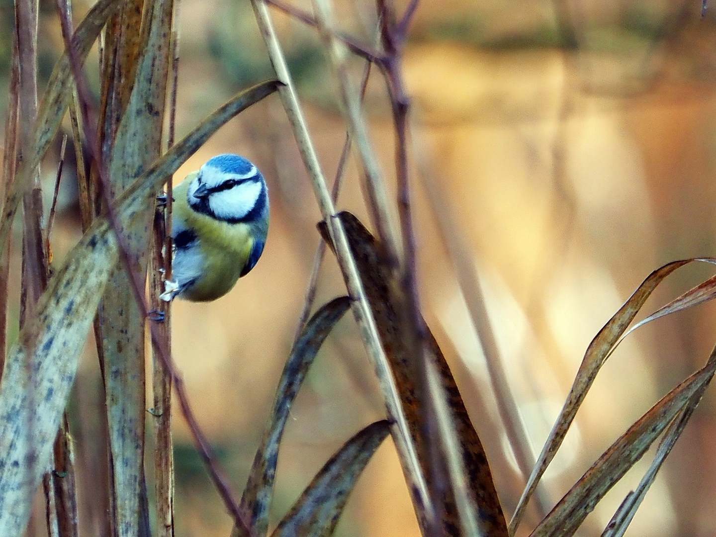 Kuckuck, wo bist Du ?