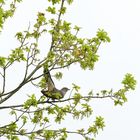 Kuckuck, wo bleibt das Frühlingswetter? Doku-Aufnahmen