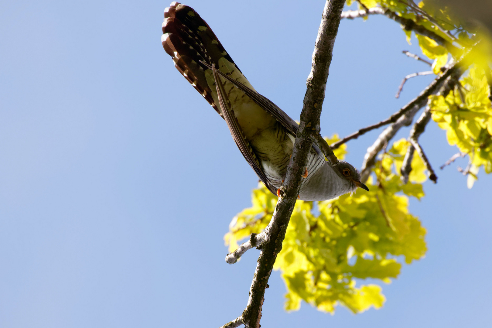 Kuckuck...guckst du? Kuckuck (Cuculus canorus)