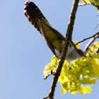 Kuckuck...guckst du? Kuckuck (Cuculus canorus)