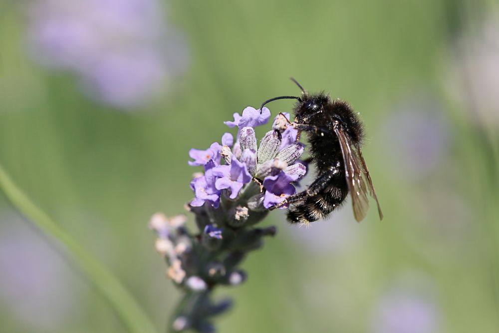 Kuckucks-Hummel 