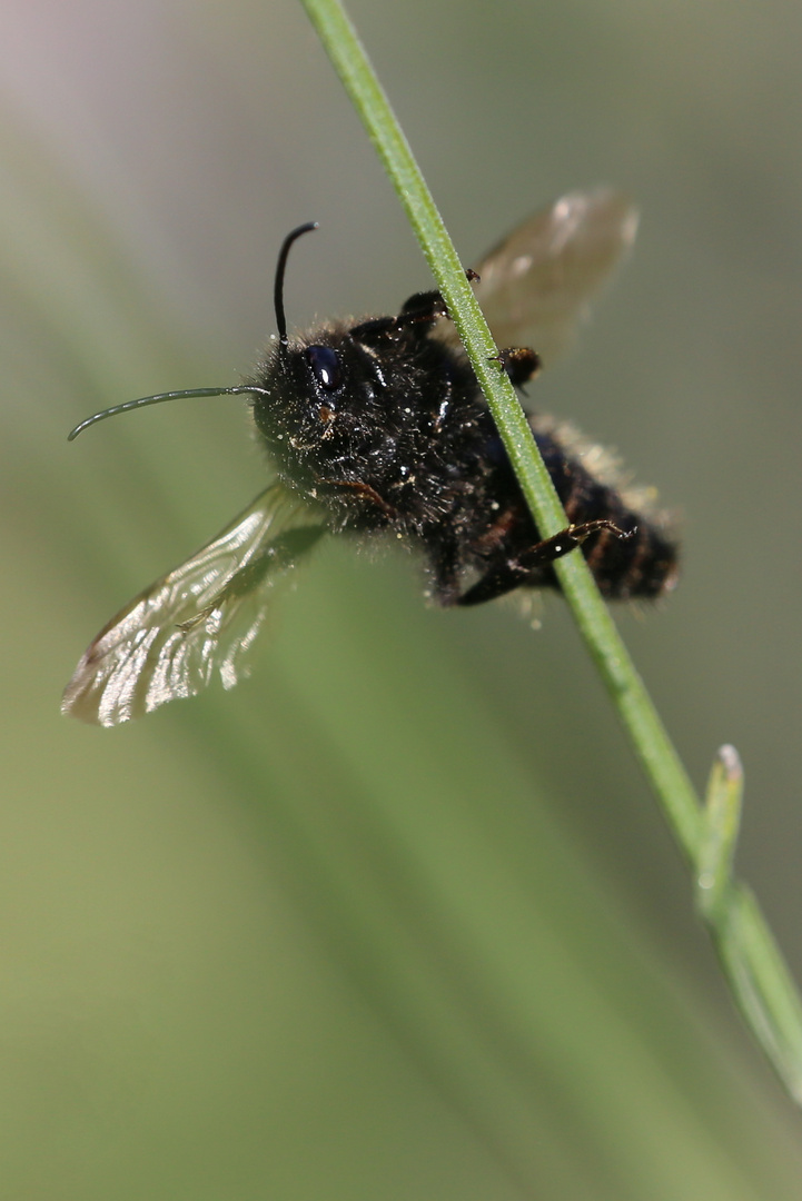 Kuckucks-Hummel