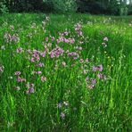 Kuckucks-Lichtnelke im Schatten weniger geeignet