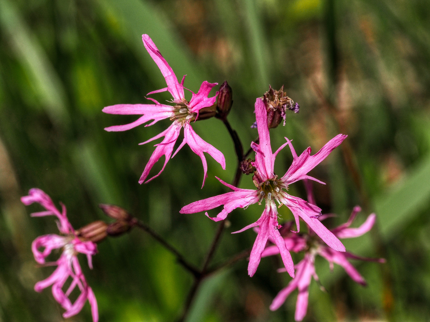 Kuckucks-Lichtnelke (Lychnis flos-cuculi)