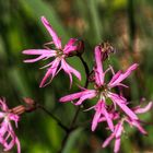 Kuckucks-Lichtnelke (Lychnis flos-cuculi)