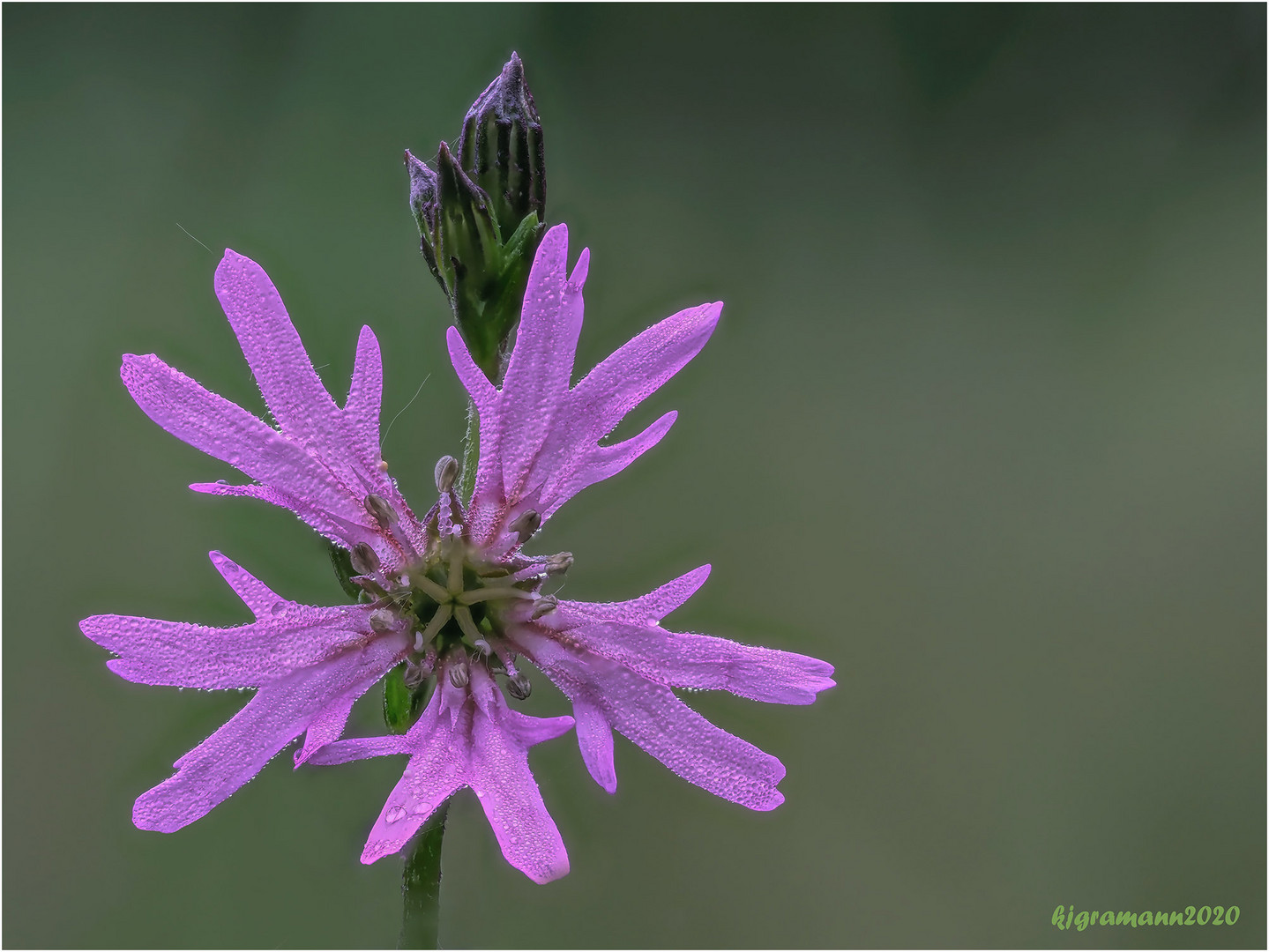 kuckucks-lichtnelke (lychnis flos-cuculi) ....