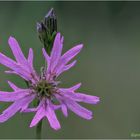 kuckucks-lichtnelke (lychnis flos-cuculi) ....