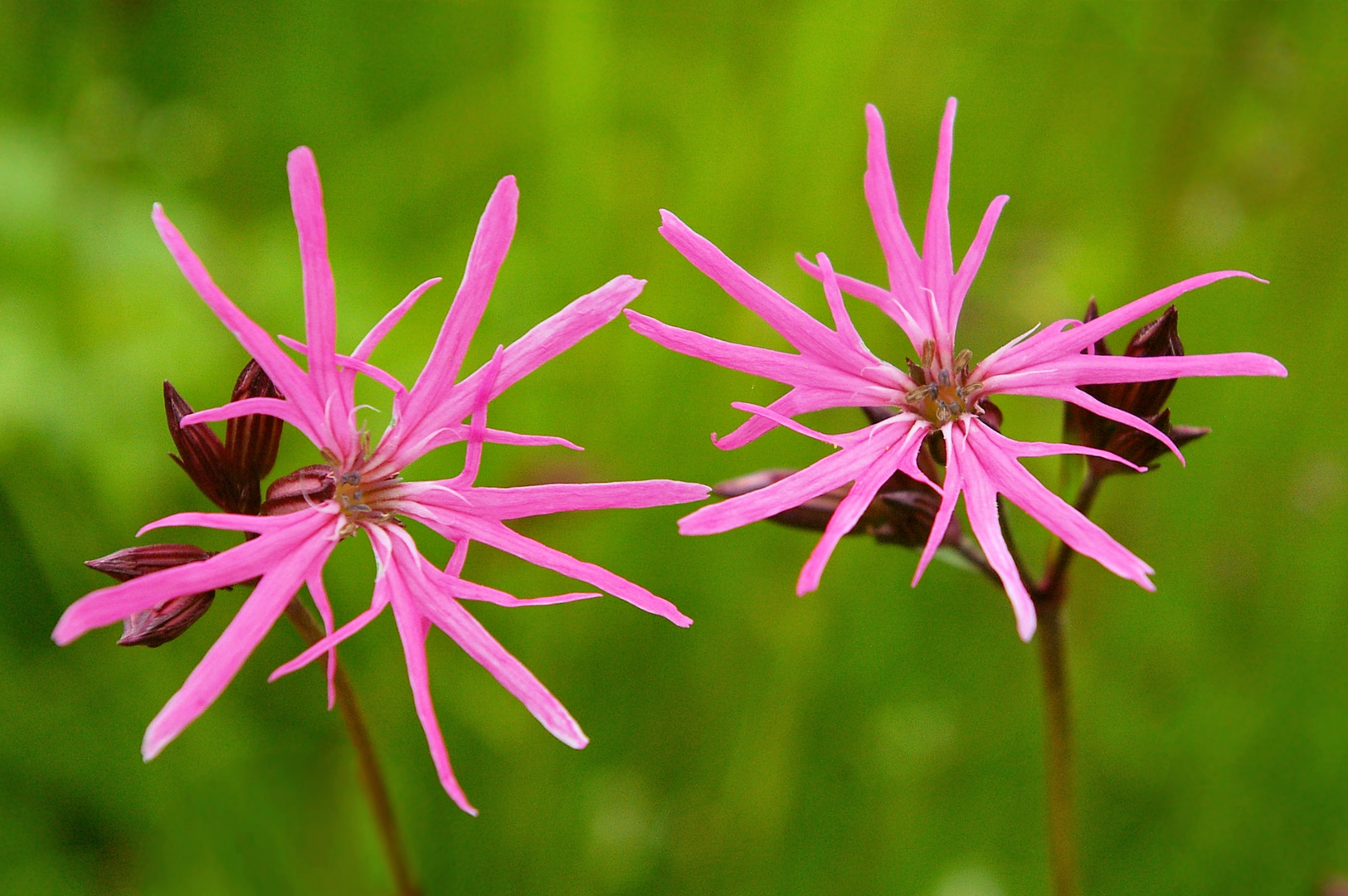 Kuckucks-Lichtnelke (Silene flos-cuculi)