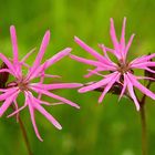 Kuckucks-Lichtnelke (Silene flos-cuculi)