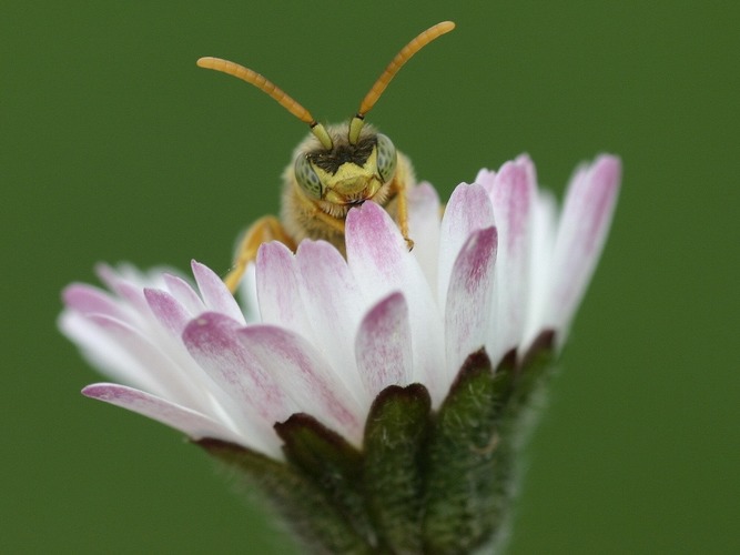 Kuckucksbiene Nomada im Gänseblümchen