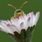 Kuckucksbiene Nomada im Gänseblümchen