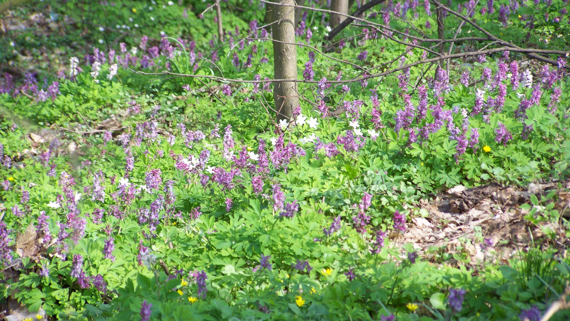 Kuckucksblumen