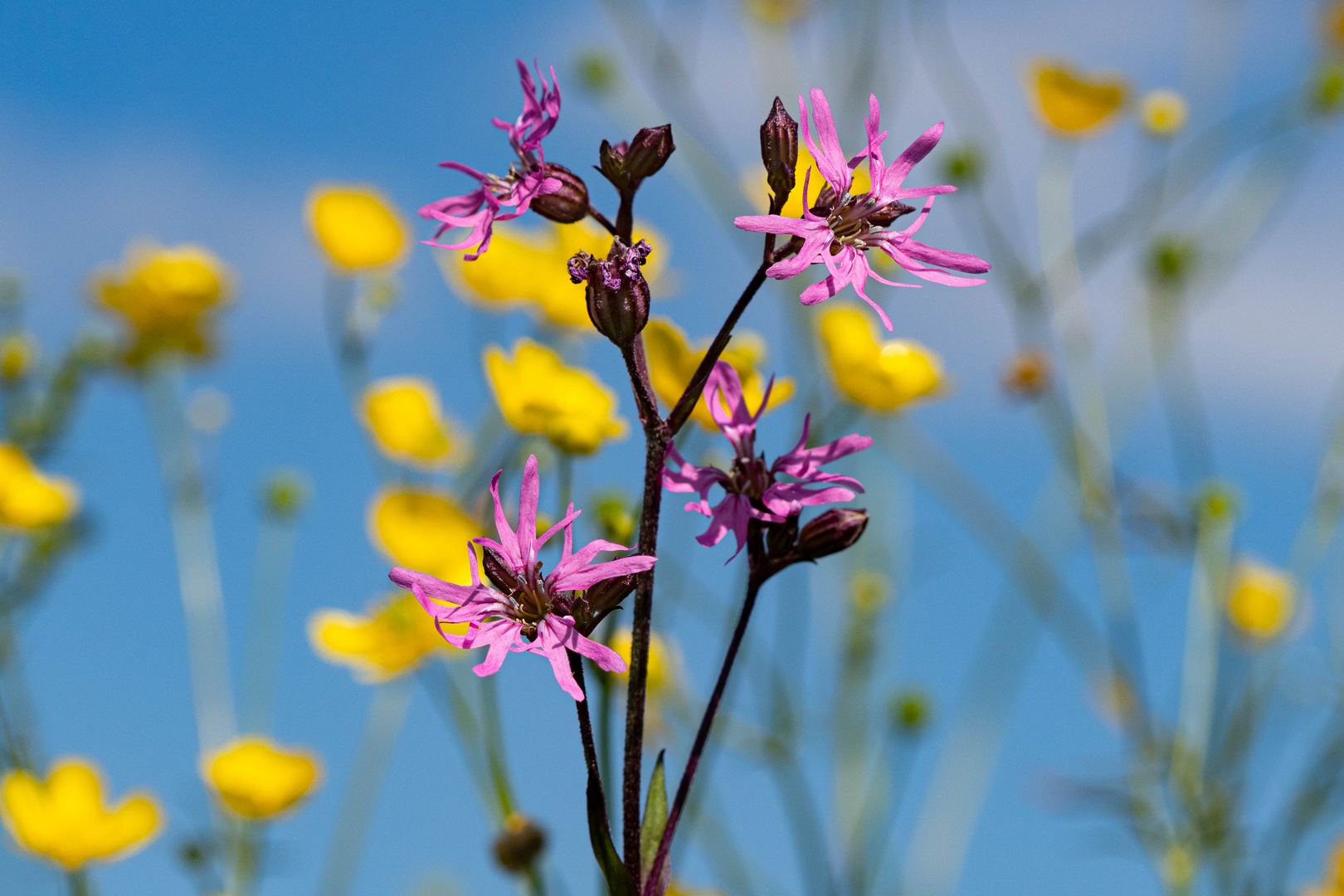 Kuckucksblumen