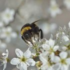 Kuckuckshummel holt Nektar aus der Schlehenblüte