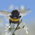 Kuckuckshummel holt Nektar aus der Schlehenblüte