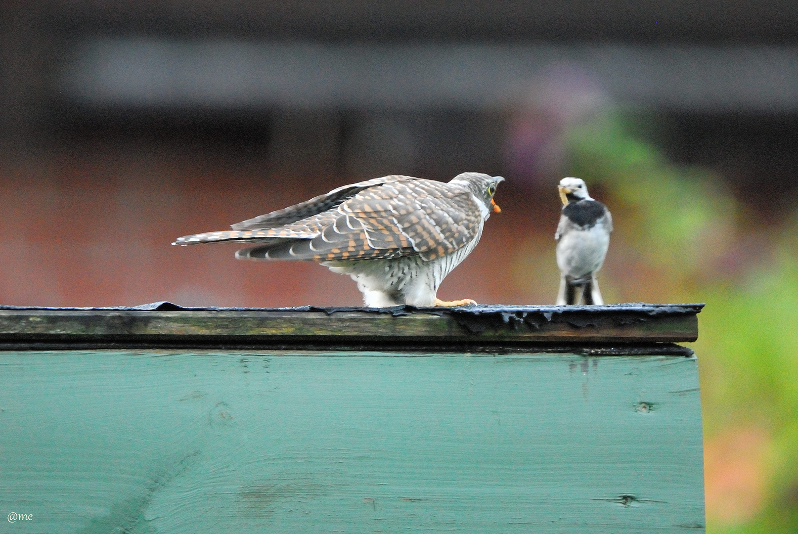 Kuckuckskind mit Wirtsvogel