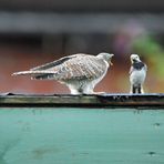 Kuckuckskind mit Wirtsvogel