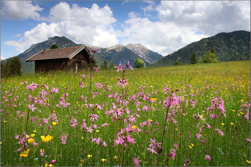 ~ Kuckuckslichtnelken Wiese I ~