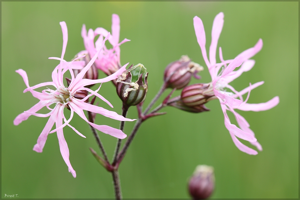 Kuckucksnelke Foto & Bild makro, natur, landschaft Bilder auf