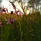 Kuckucksnelken in der Abendsonne