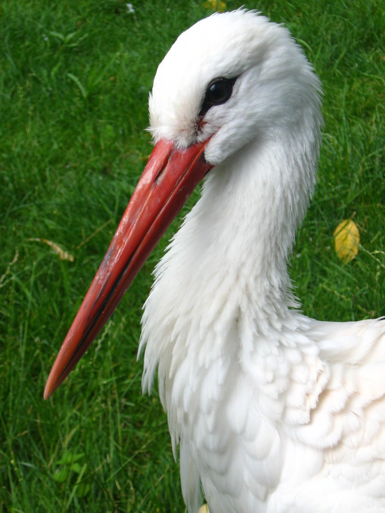 Kuckuk...äh Storch ;)