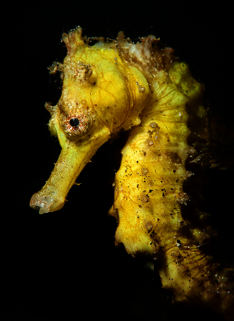 Kuda Seepferdchen (Hippocampus kuda)