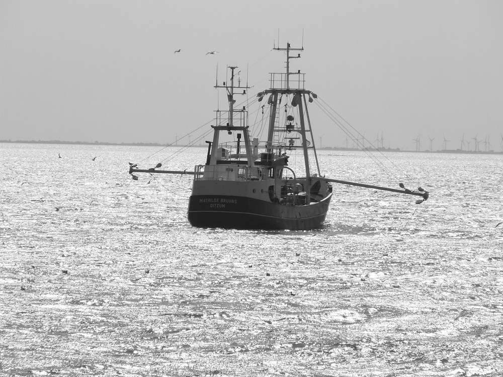 Kudder bei Borkum