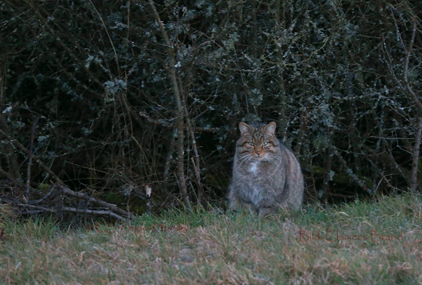 Kuder schaut grimmig  (Felis silvestris silvestris)