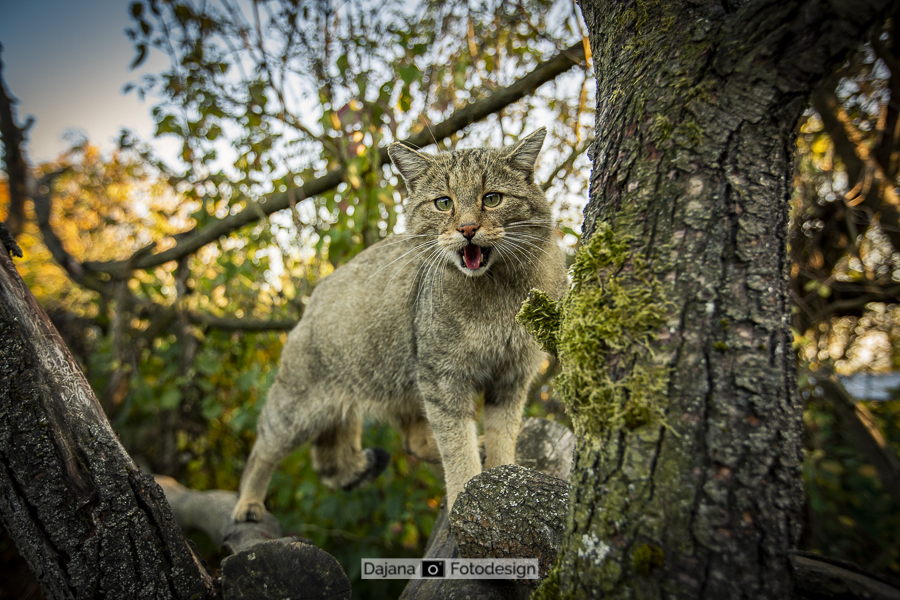 Kuder Toco - Wildkatzendorf Hütscheroda