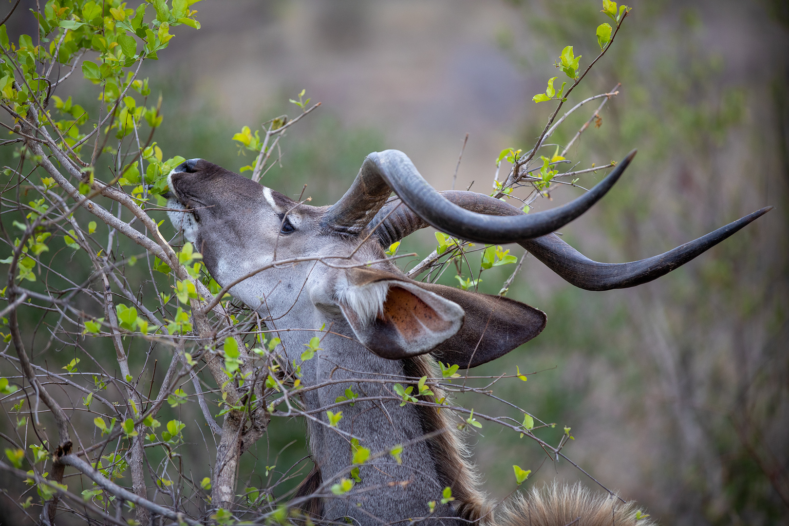Kudo im Kruger Nationalpark
