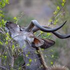 Kudo im Kruger Nationalpark