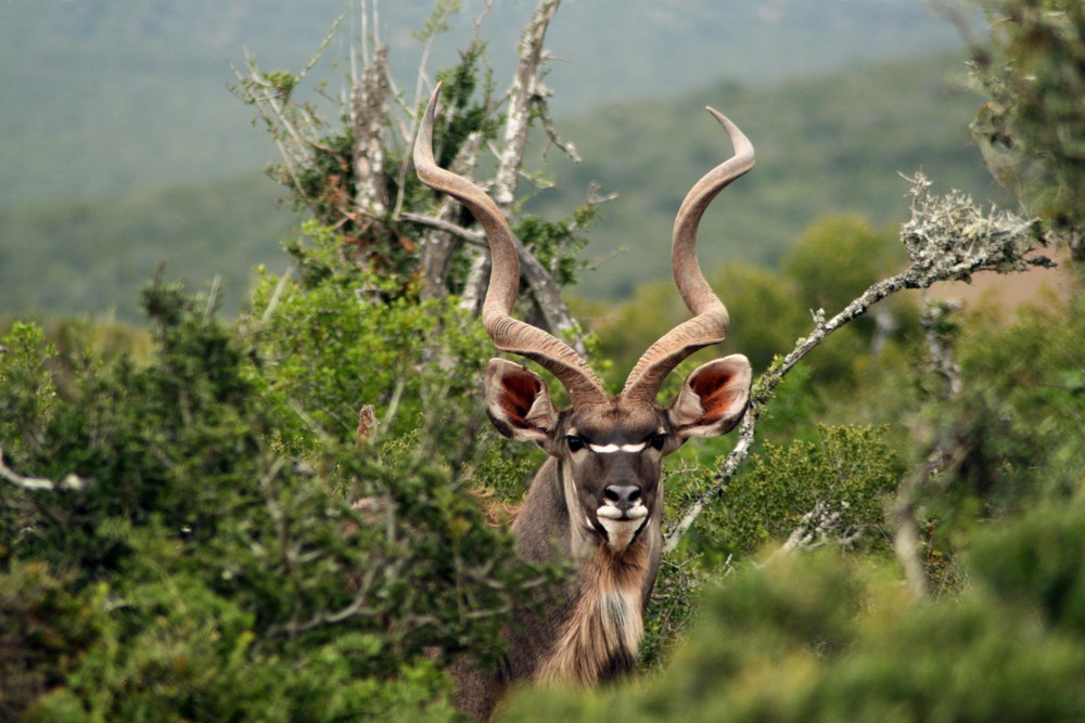 Kudu