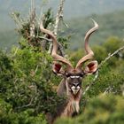 Kudu