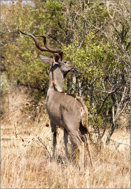 Kudu