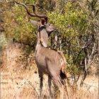 Kudu