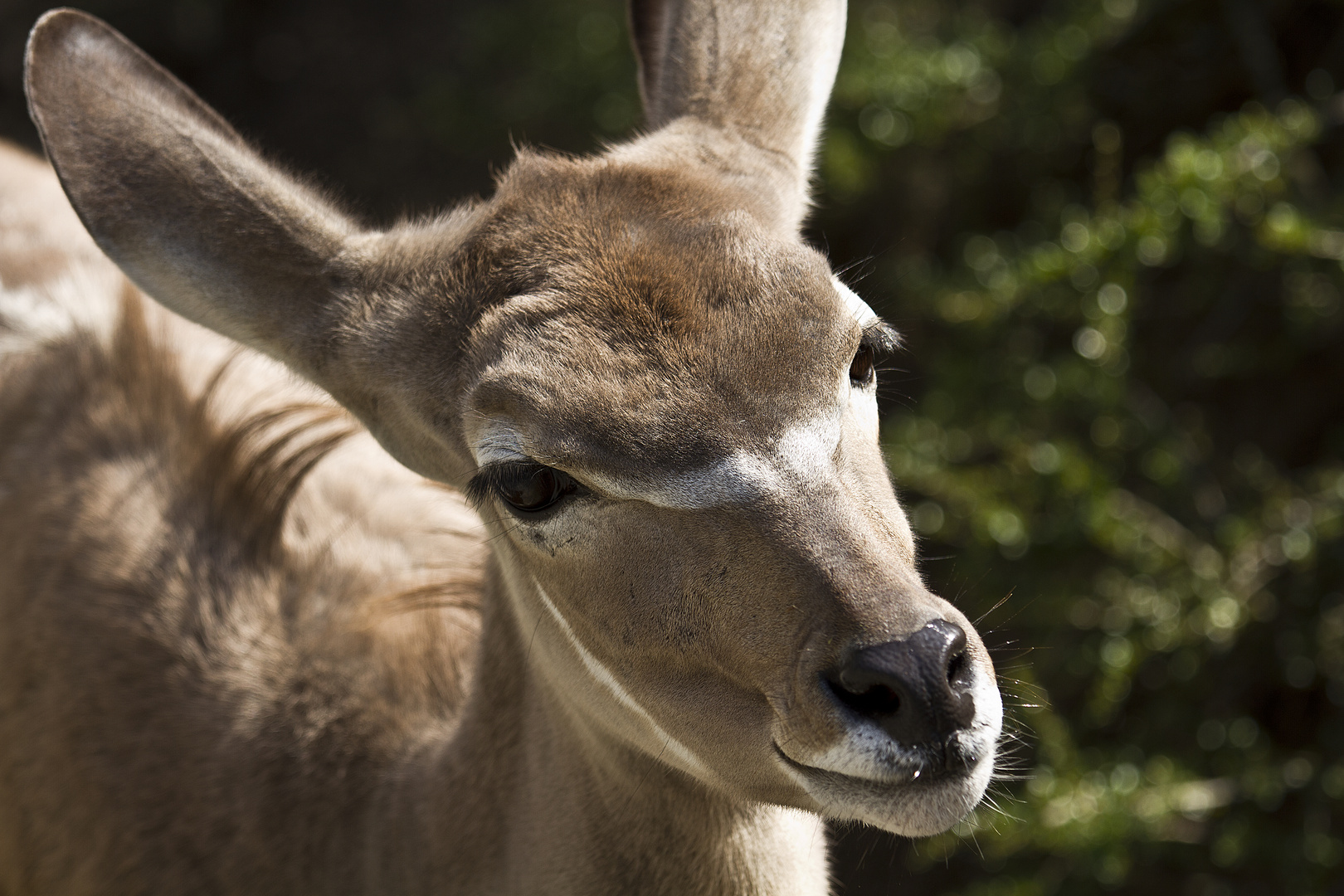 KUDU