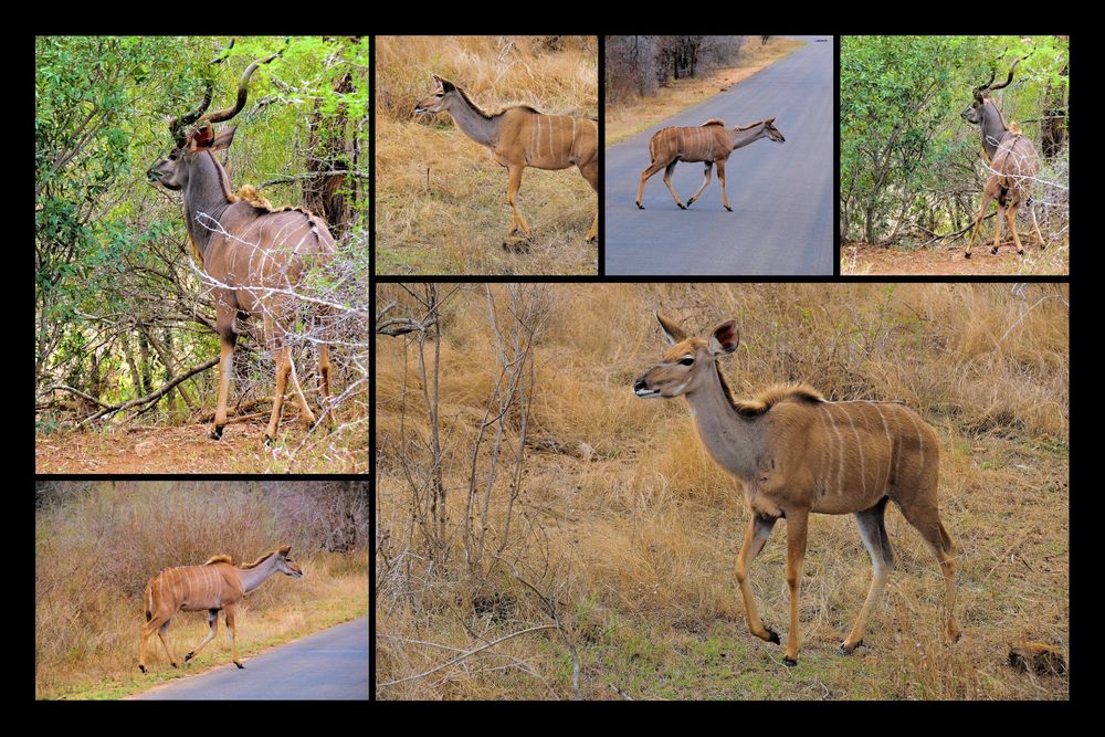 Kudu