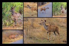 Kudu