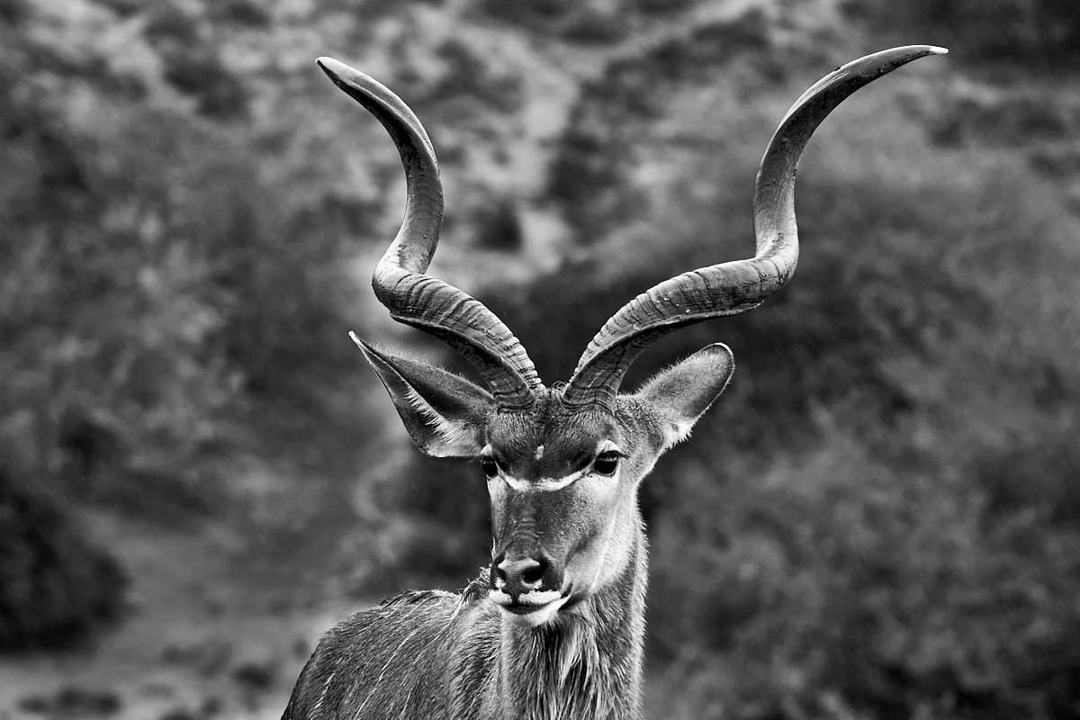 Kudu