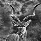 Kudu