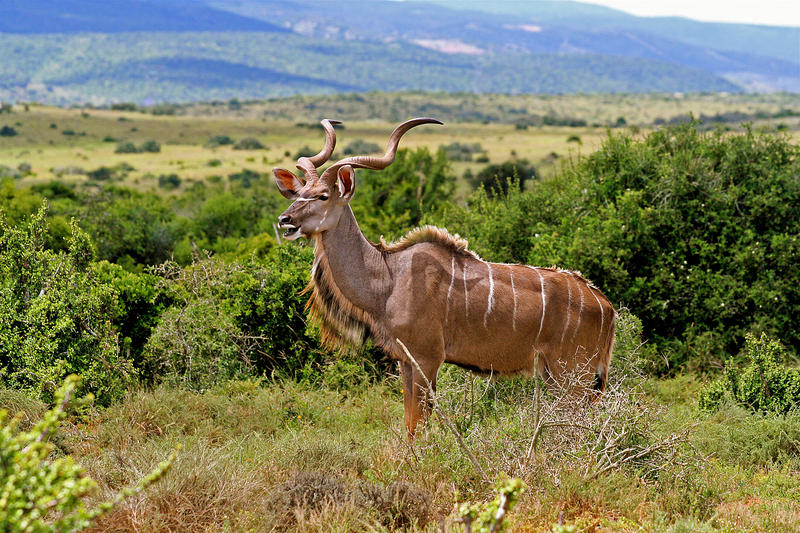 Kudu