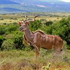 Kudu