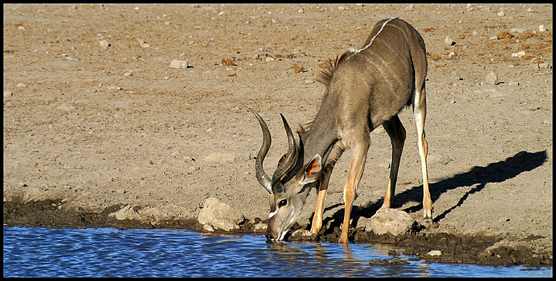 Kudu