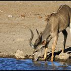 Kudu