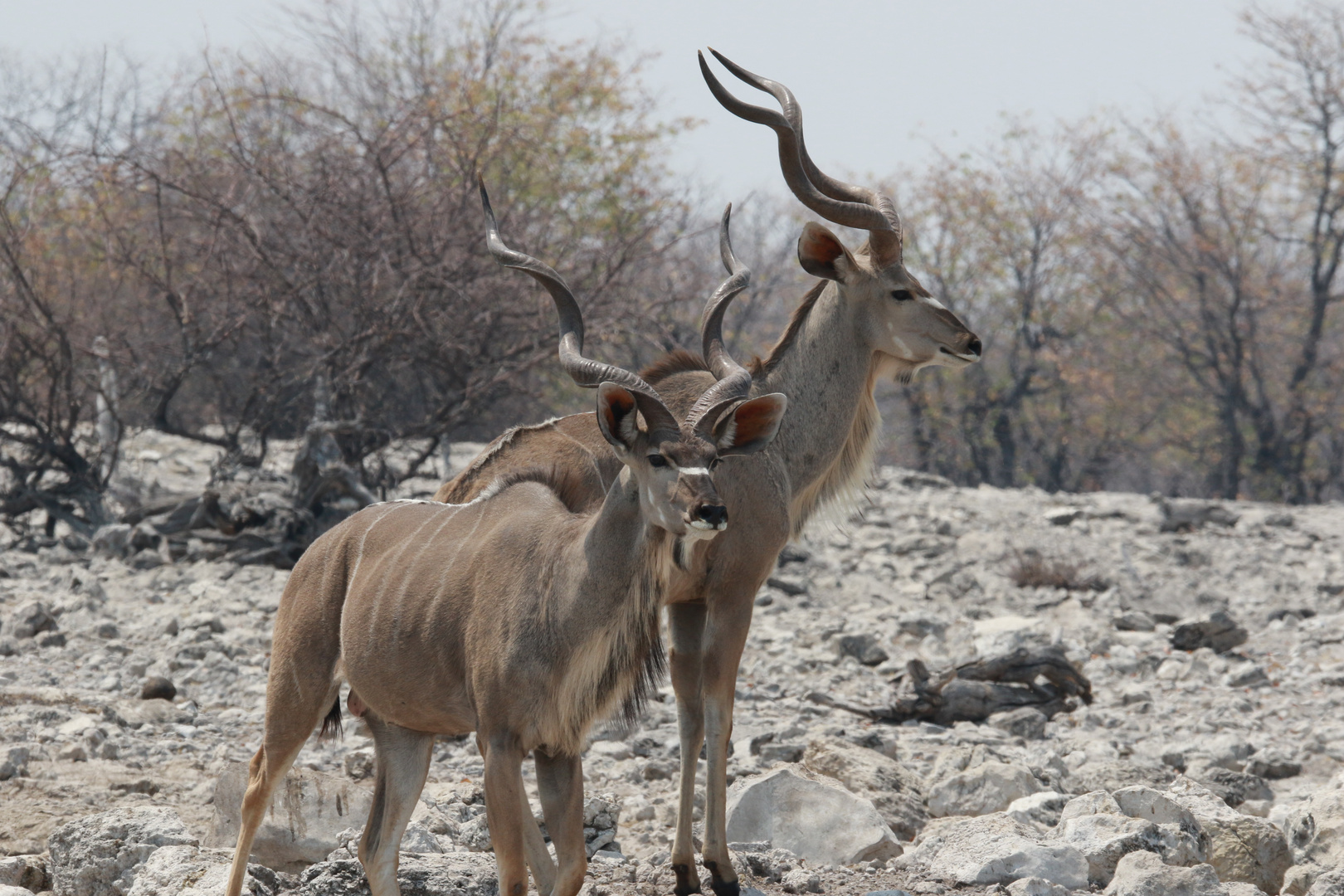 Kudu 2