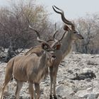 Kudu 2