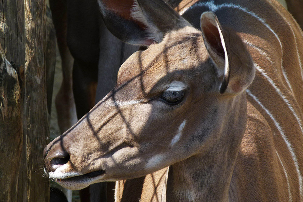 Kudu