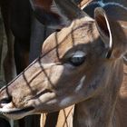 Kudu