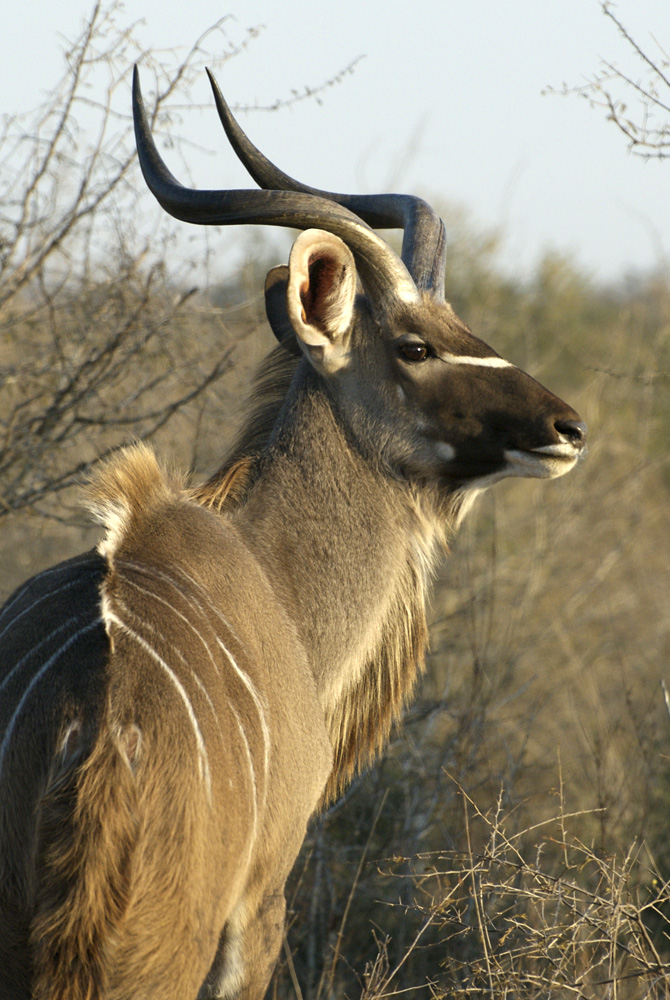 Kudu